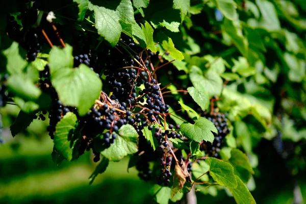 Vignoble Ikeda Hokkaido Automne — Photo