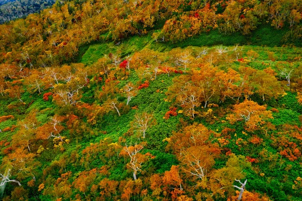 Φύλλα Του Φθινοπώρου Στο Ασαχιντάκε Χοκάιντο — Φωτογραφία Αρχείου