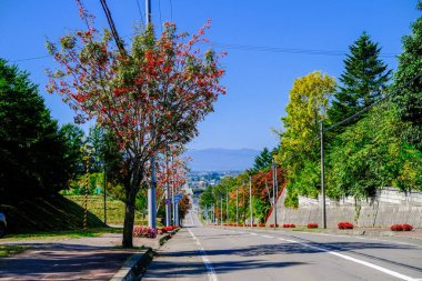 kırmızı yaban mersini ağacı