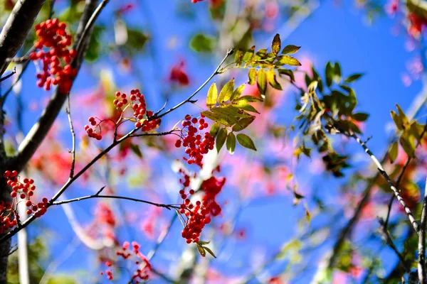 Kırmızı Yaban Mersini Ağacı — Stok fotoğraf