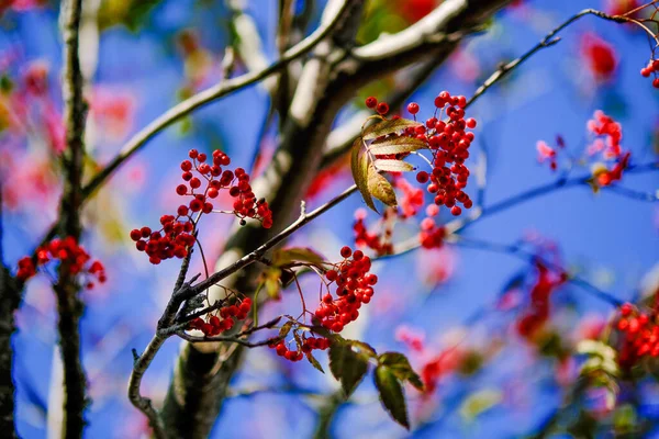 Red Berries Rowan Tree — Stock Photo, Image