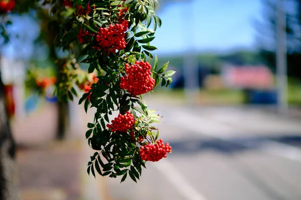 Red Berries Rowan Tree — Stock Photo, Image