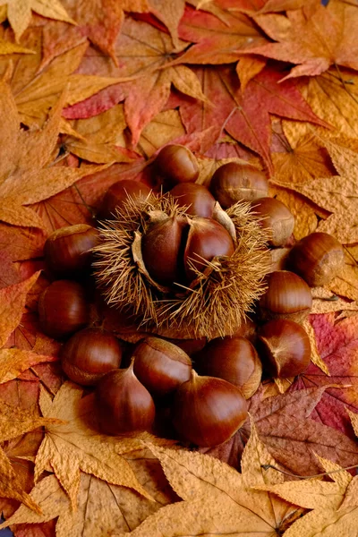 Kaštany Podzim Barevné Listy — Stock fotografie