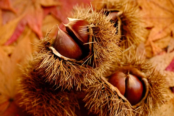 Castanha Outono Folhas Coloridas — Fotografia de Stock