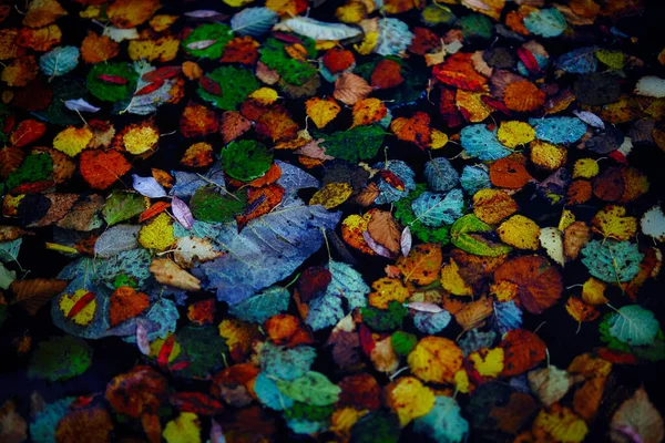 Autumn Leaves Cold Lake — Stock Photo, Image