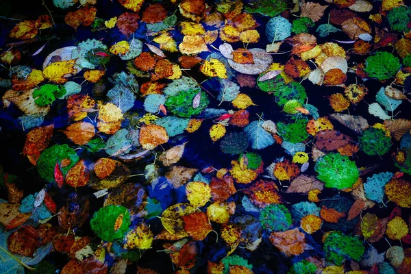 Autumn Leaves Cold Lake — Stock Photo, Image