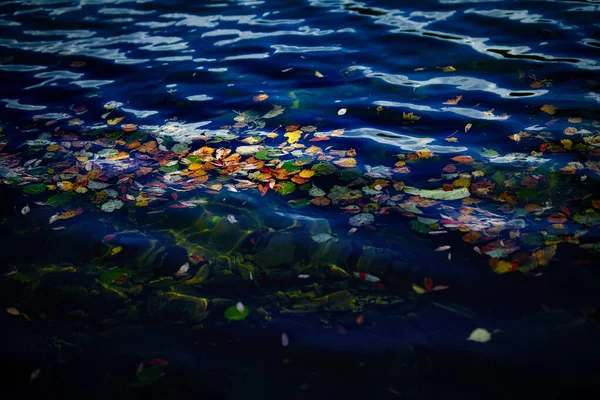 Folhas Outono Lago Frio — Fotografia de Stock