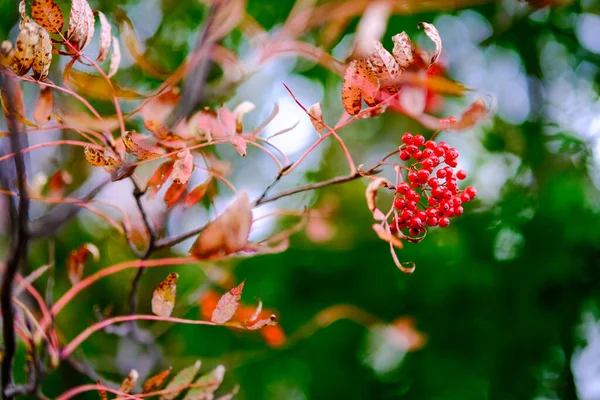 Рябиновое Дерево Осеннем Хоккайдо — стоковое фото