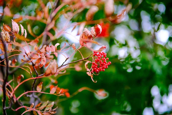 Рябиновое Дерево Осеннем Хоккайдо — стоковое фото