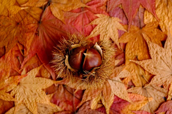 Kasztan Jesieni Kolorowe Liście — Zdjęcie stockowe