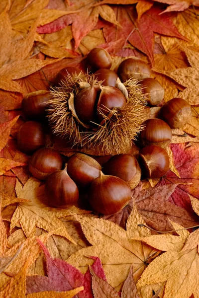 Castanha Outono Folhas Coloridas — Fotografia de Stock