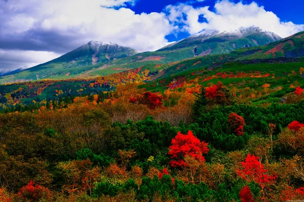 Folhas Outono Tokachi — Fotografia de Stock