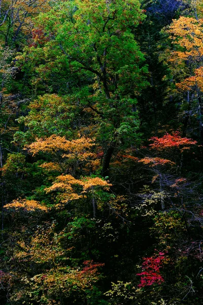 Foglie Autunnali Giappone Hokkaido — Foto Stock