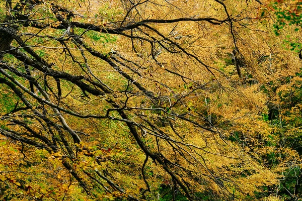 Folhas Outono Hokkaido Japão — Fotografia de Stock