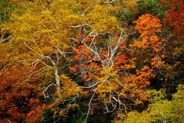 Herfstbladeren Van Tokachi Hokkaido — Stockfoto
