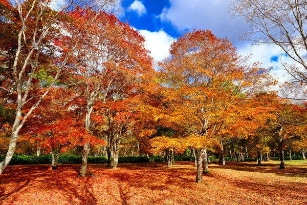 Herfstbladeren Shikaoi Hokkaido — Stockfoto