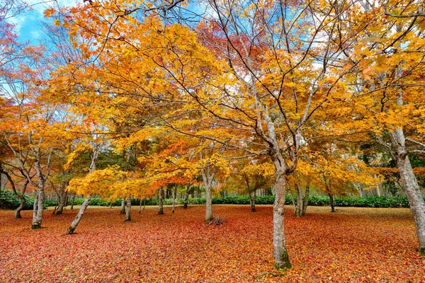 Herbstblätter Shikaoi Hokkaido — Stockfoto