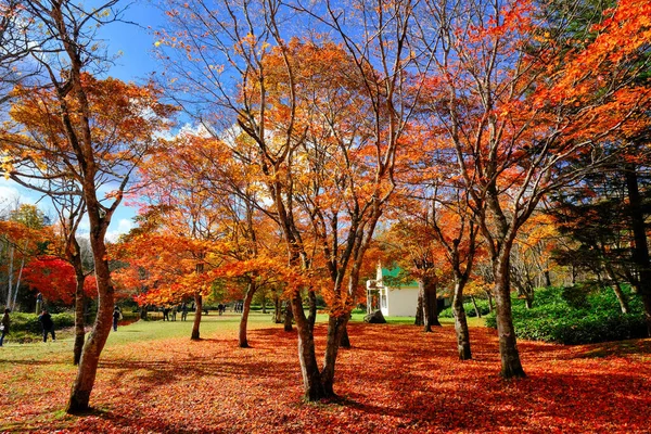 Herbstblätter Shikaoi Hokkaido — Stockfoto