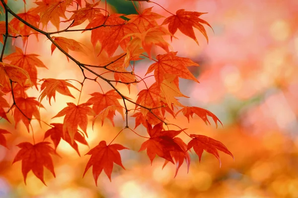 Hojas Otoño Hokkaido Japón — Foto de Stock