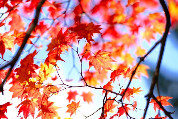 Hojas Otoño Hokkaido Japón — Foto de Stock