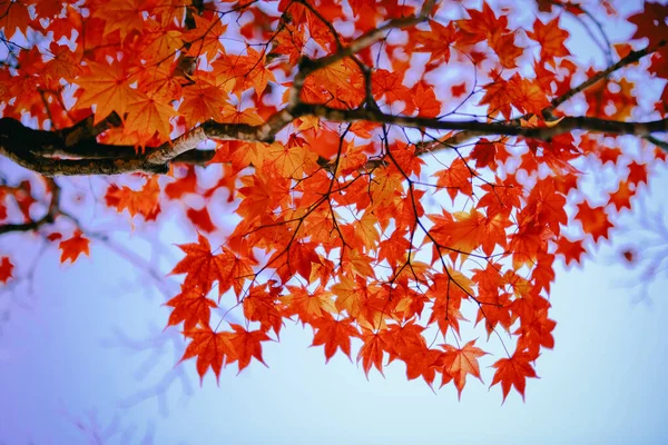 Jesienne Liście Hokkaido Japan — Zdjęcie stockowe