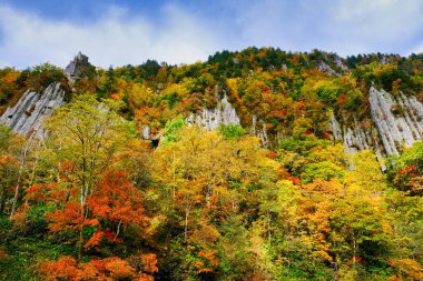 Dik yamaçlarda sonbahar yaprakları