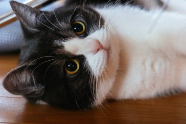 Kediyi kapat ve uzan.