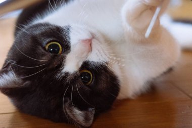 Kediyi kapat ve uzan.