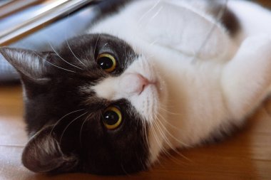 Kediyi kapat ve uzan.