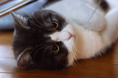 Kediyi kapat ve uzan.