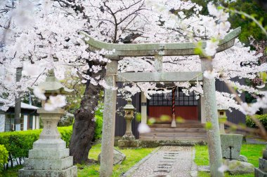 Torii ve kiraz Japonya 'da çiçek açar.
