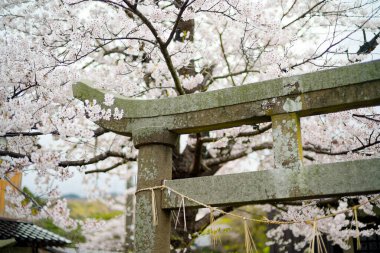 Torii ve kiraz Japonya 'da çiçek açar.