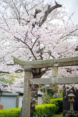 Torii ve kiraz Japonya 'da çiçek açar.