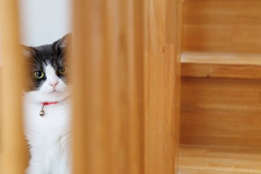 Kedi boşluktan gizlice bakıyor.