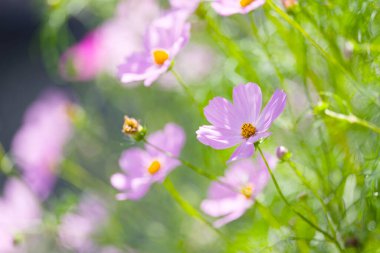 Sonbaharda kozmos çiçeği hokkaido