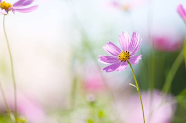 Sonbaharda kozmos çiçeği hokkaido