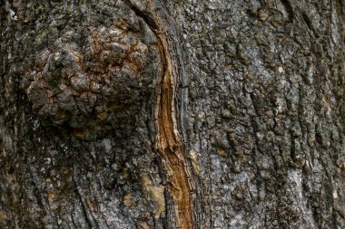 Arkaplan için ahşap yüzeyi kapat