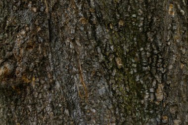 Arkaplan için ahşap yüzeyi kapat