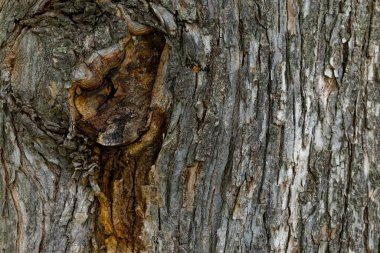 Arkaplan için ahşap yüzeyi kapat