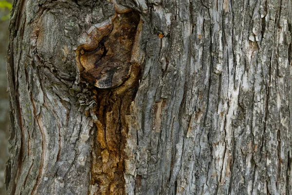 Arkaplan için ahşap yüzeyi kapat