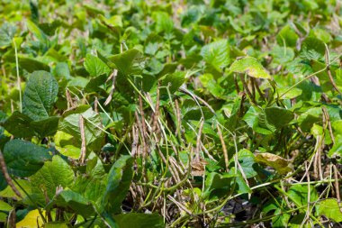 Tarlada kırmızı fasulye