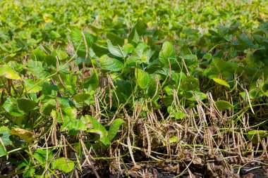 Tarlada kırmızı fasulye