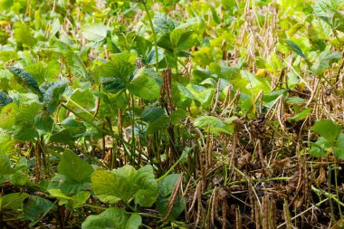 Tarlada kırmızı fasulye
