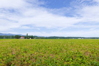 Hokkaido 'daki Azuki fasulye tarlaları