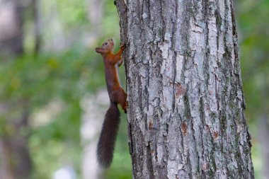 Yazın bir sincap Hokkaido