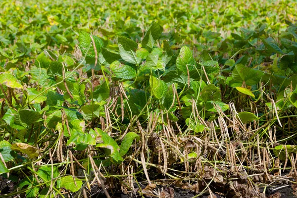 Tarlada kırmızı fasulye