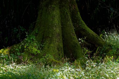 Işıkla yıkanmış güzel orman