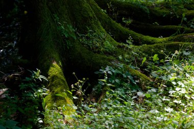 Işıkla yıkanmış güzel orman