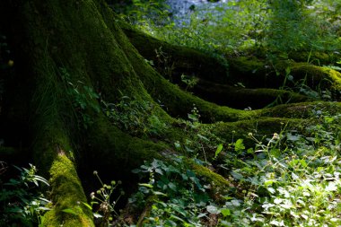 Işıkla yıkanmış güzel orman