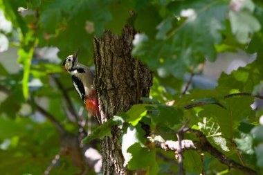 Yazın büyük benekli ağaçkakan